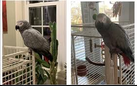 Grigio del Congo vs Grigio del Timneh — Differenze e Come Scegliere