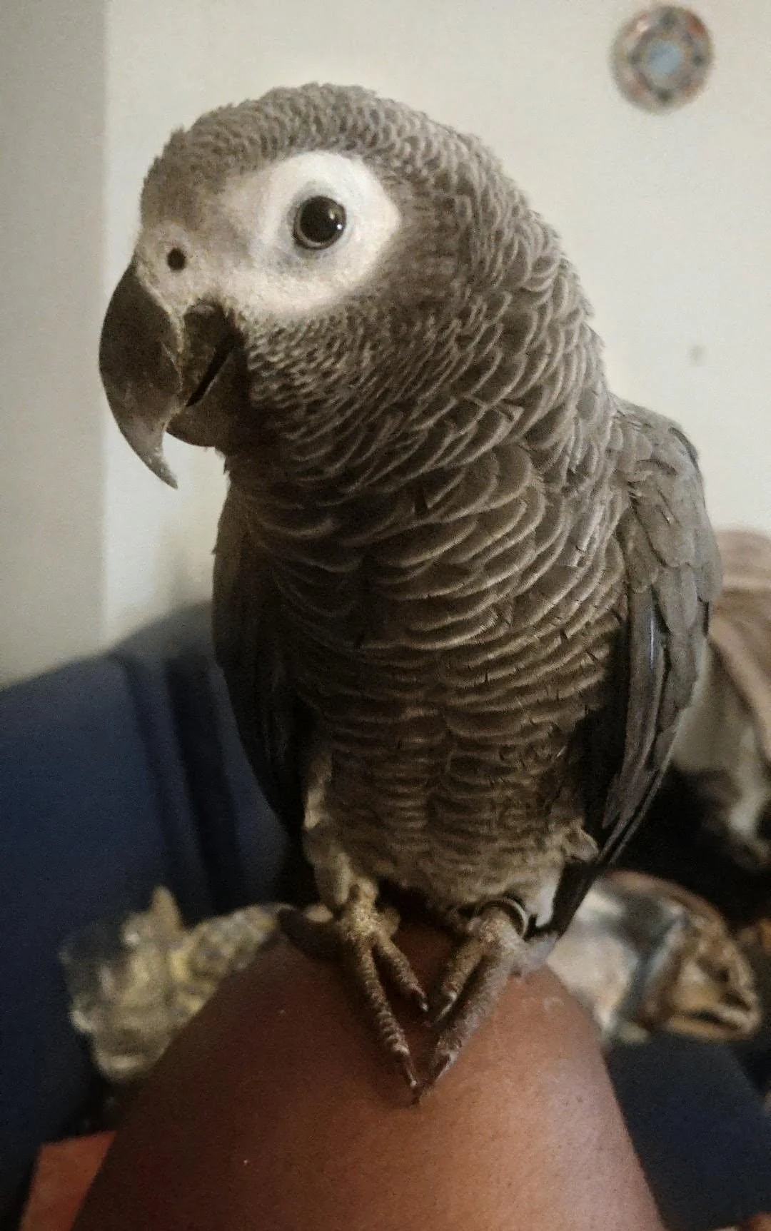 Apollo Grigio del Congo in vendita Italia