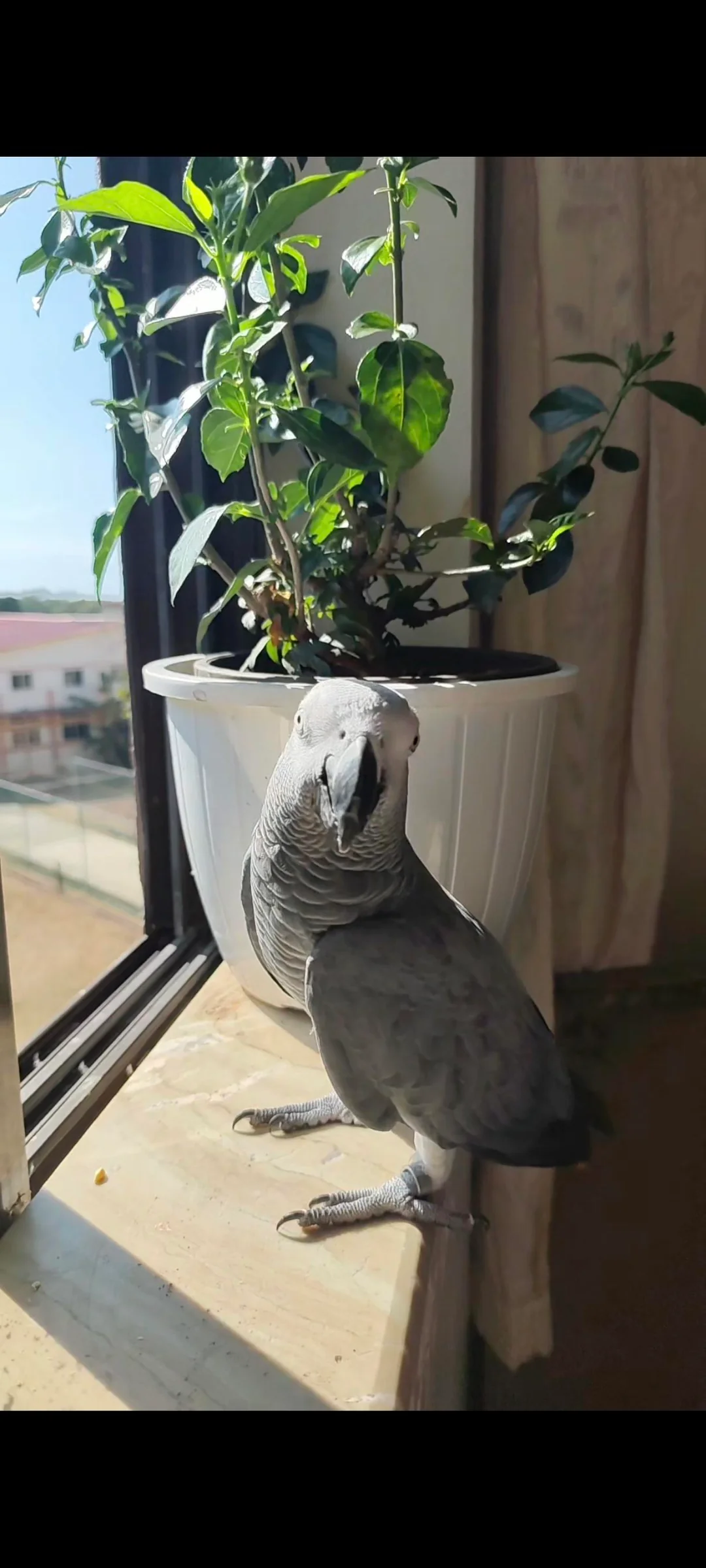 Apollo foto 2