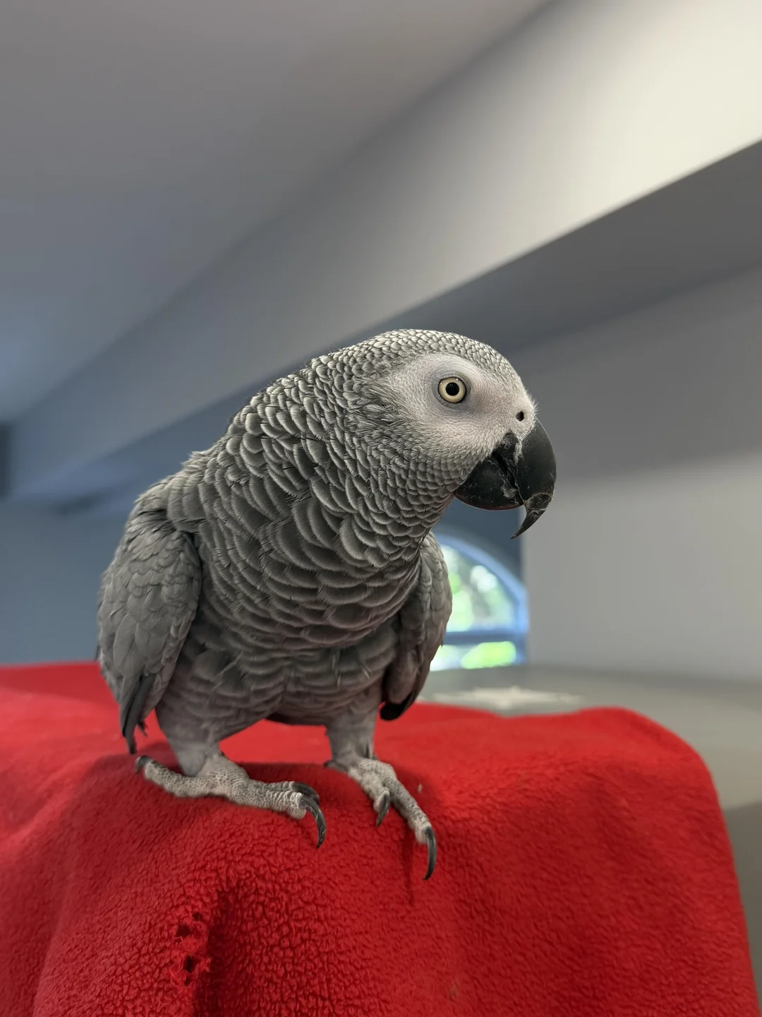 Apollo foto 4