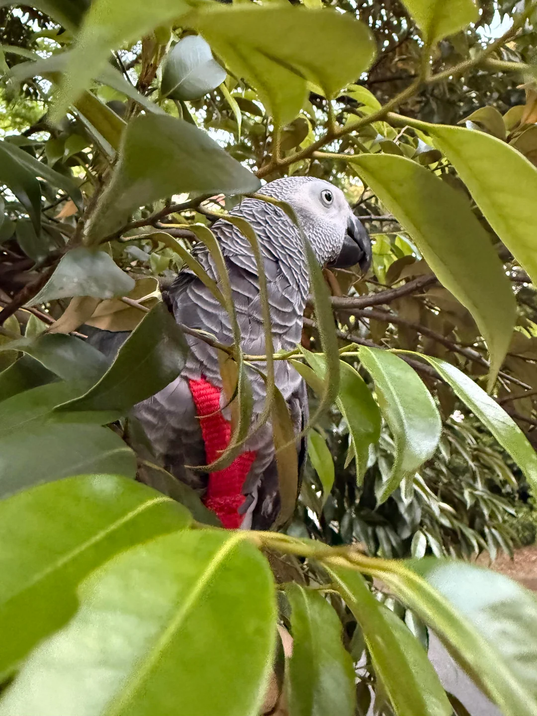 Ares Grigio del Congo in vendita Italia