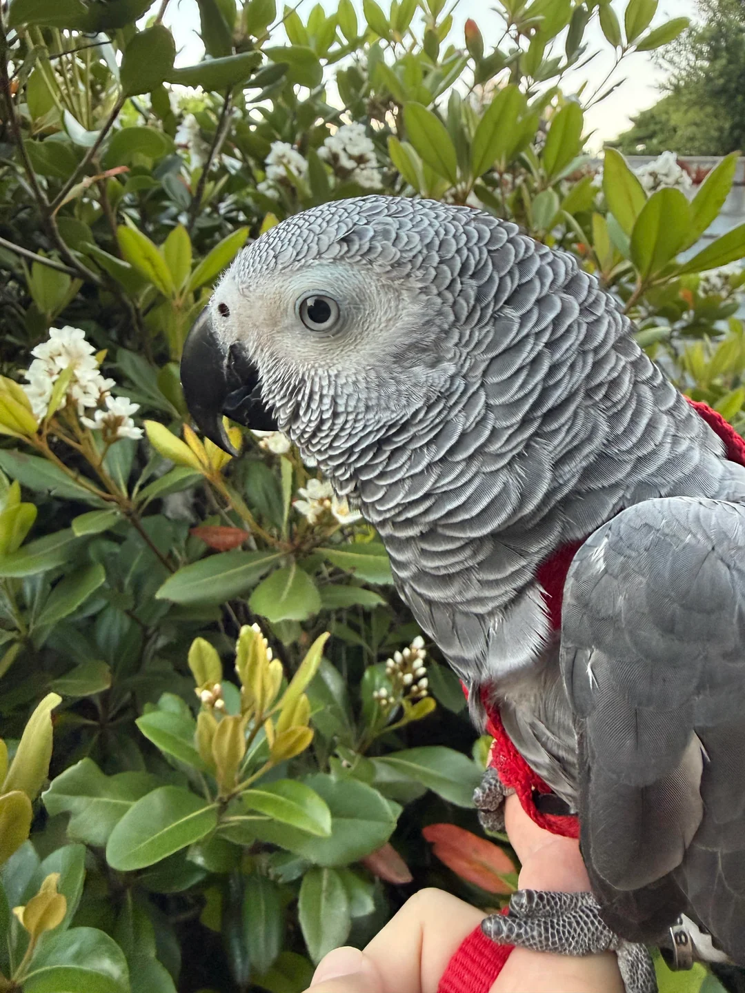 Ares foto 2