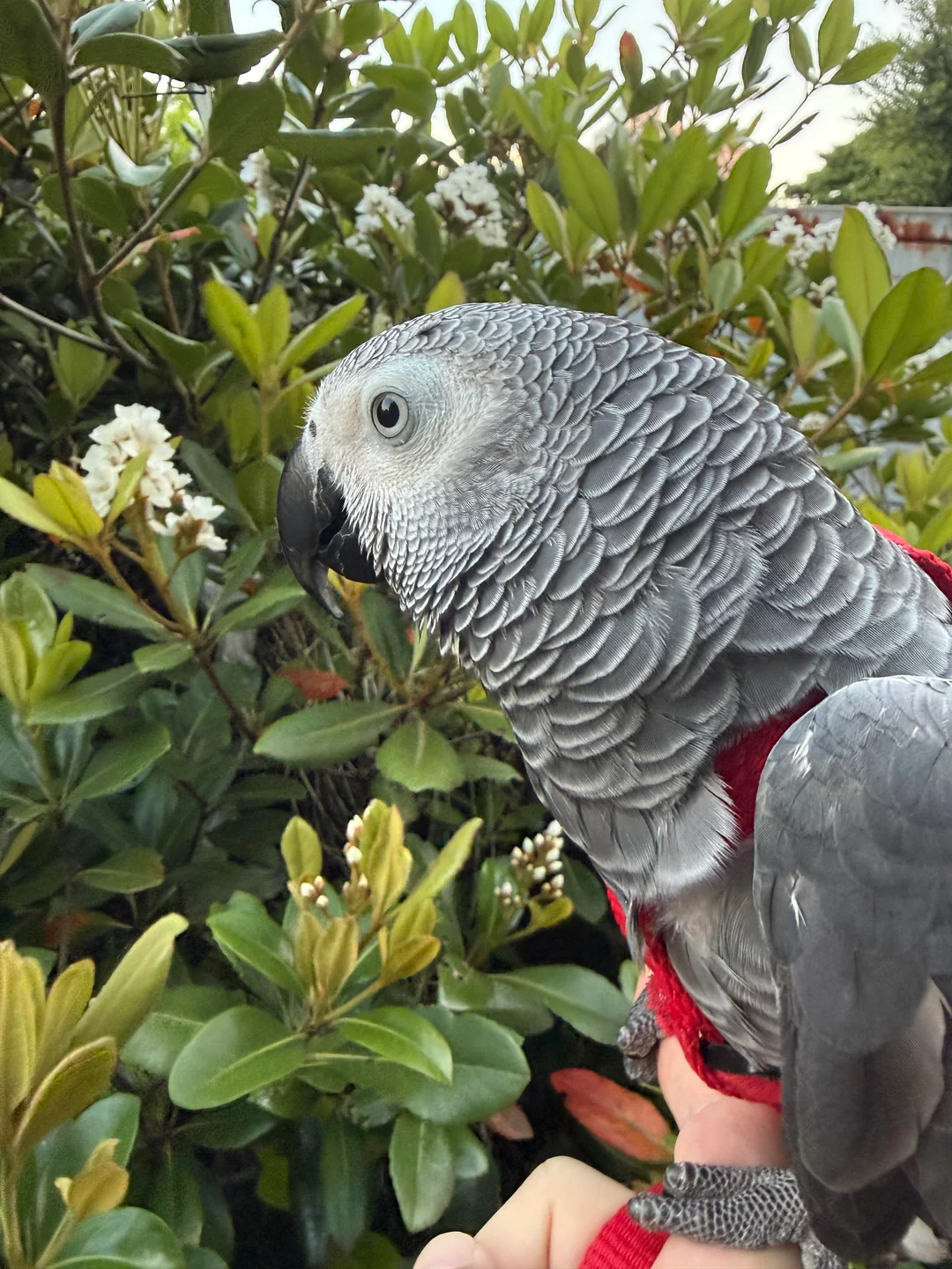 Ares foto 3