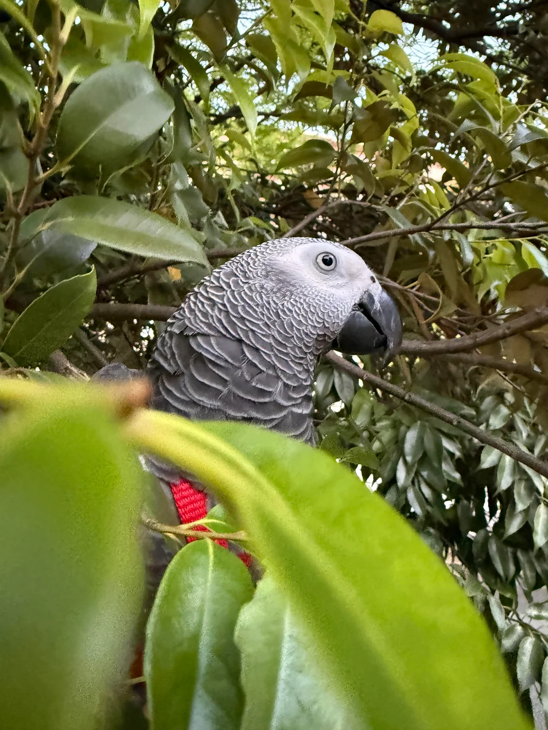 Ares foto 4