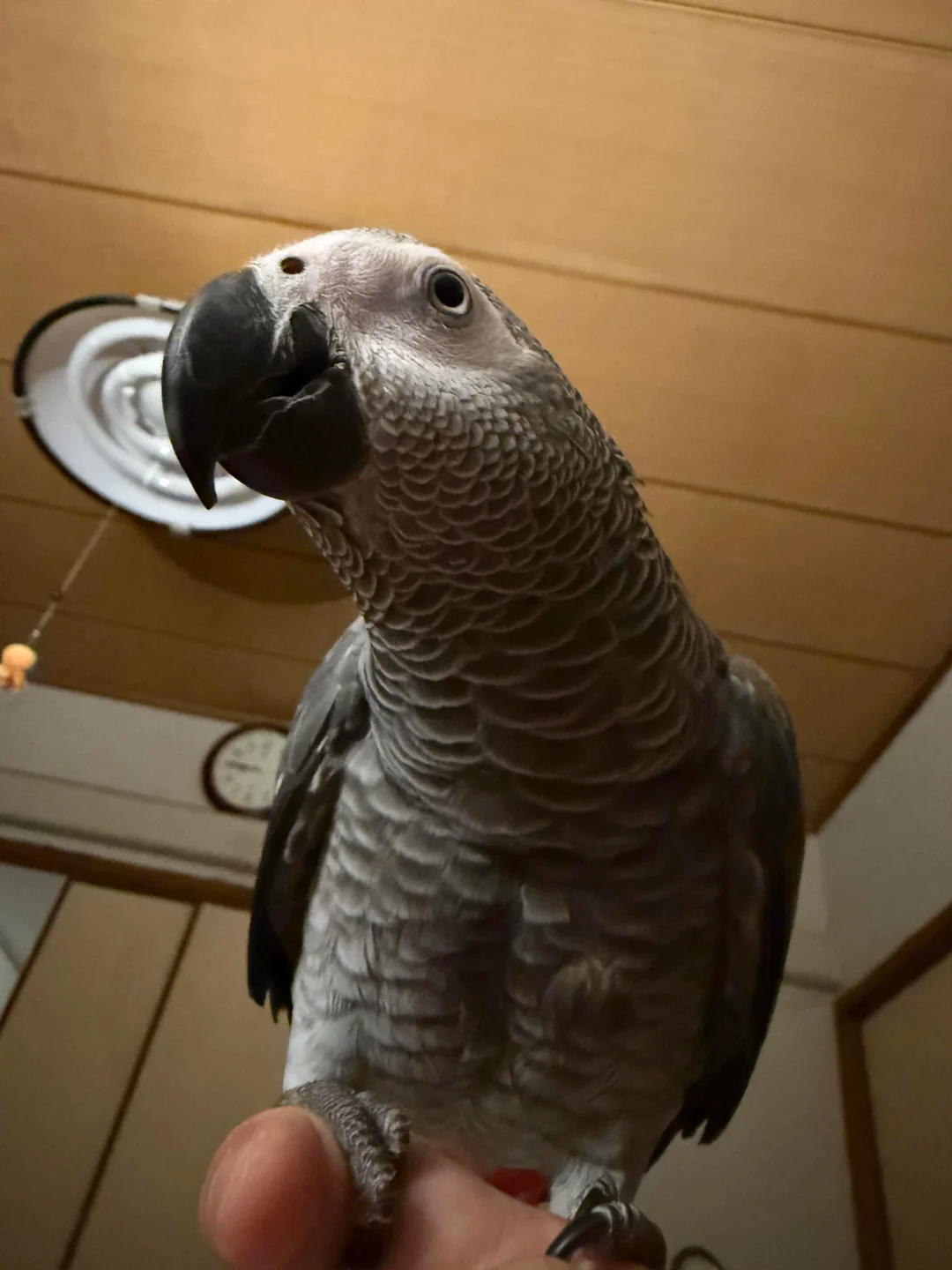 Coco Grigio del Timneh in vendita Italia
