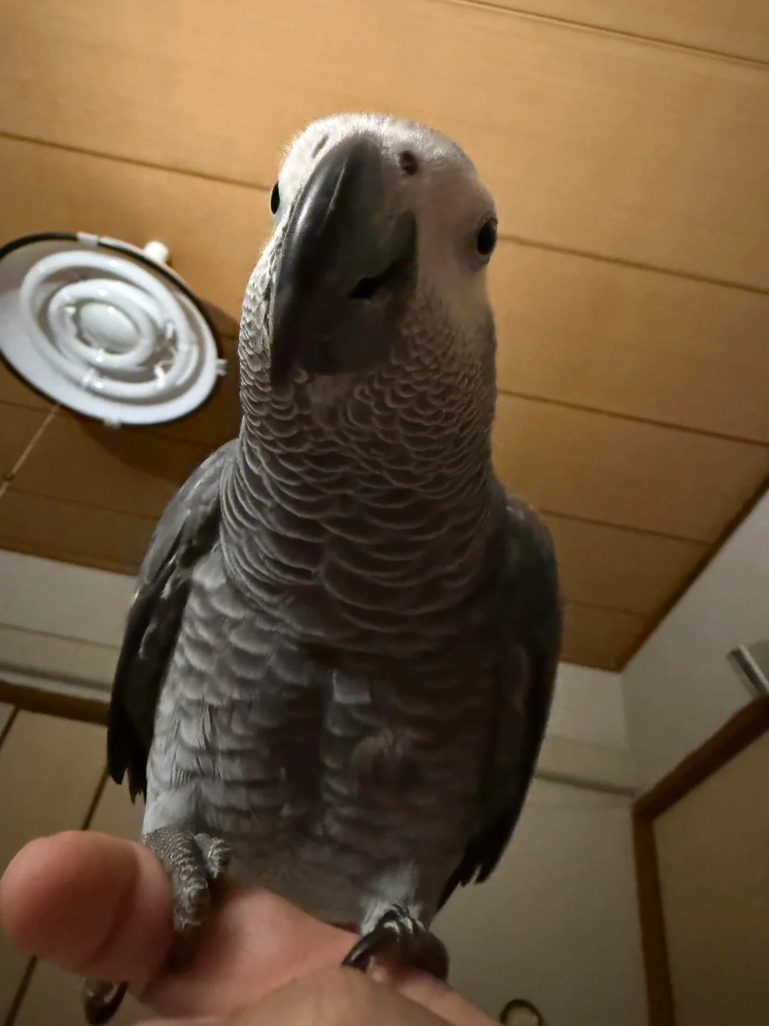 Coco foto 2
