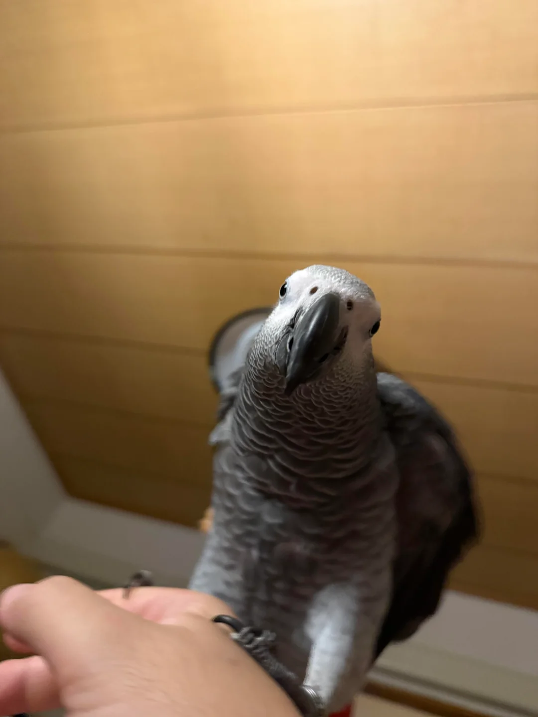 Coco foto 3