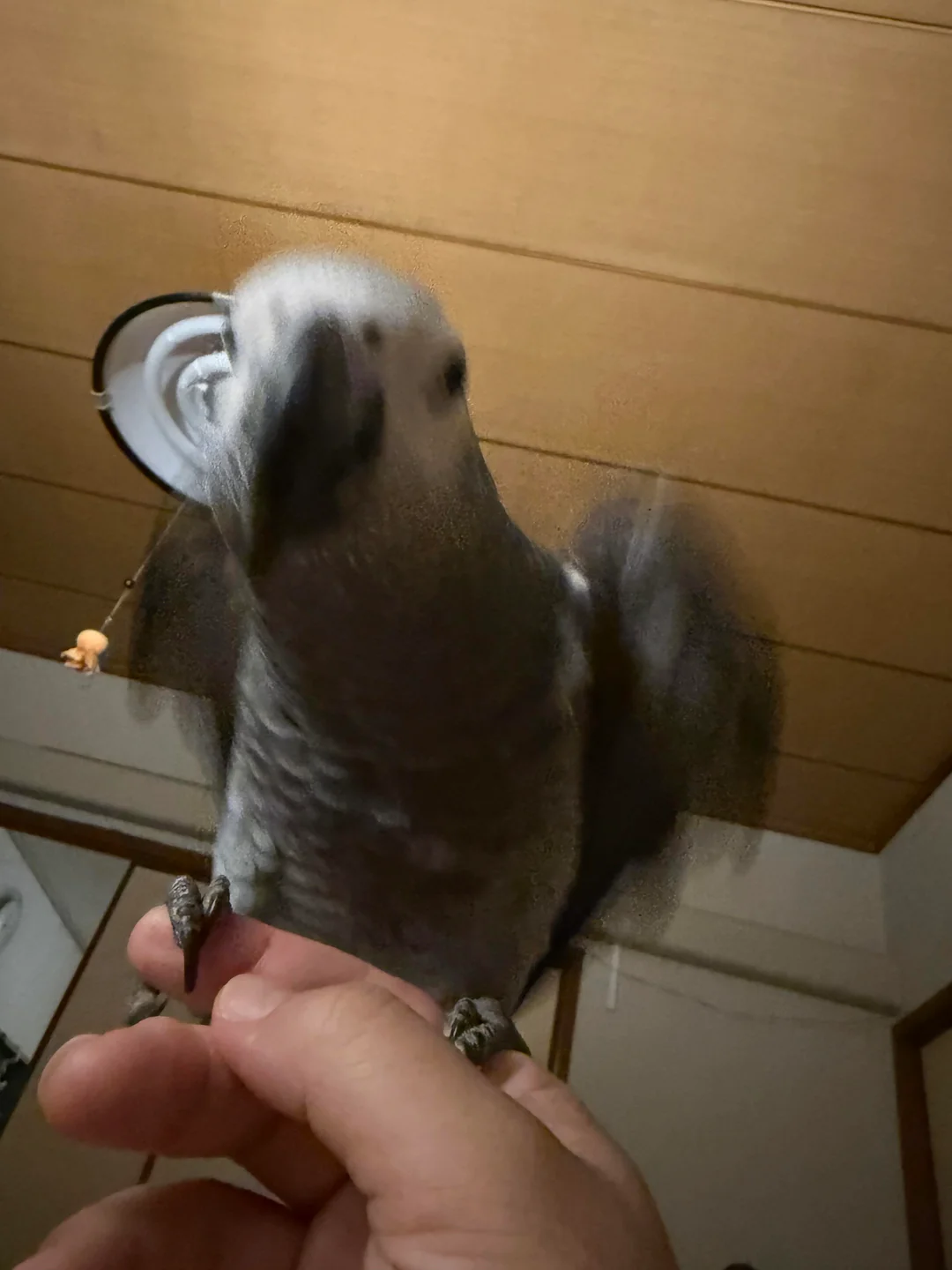 Coco foto 4