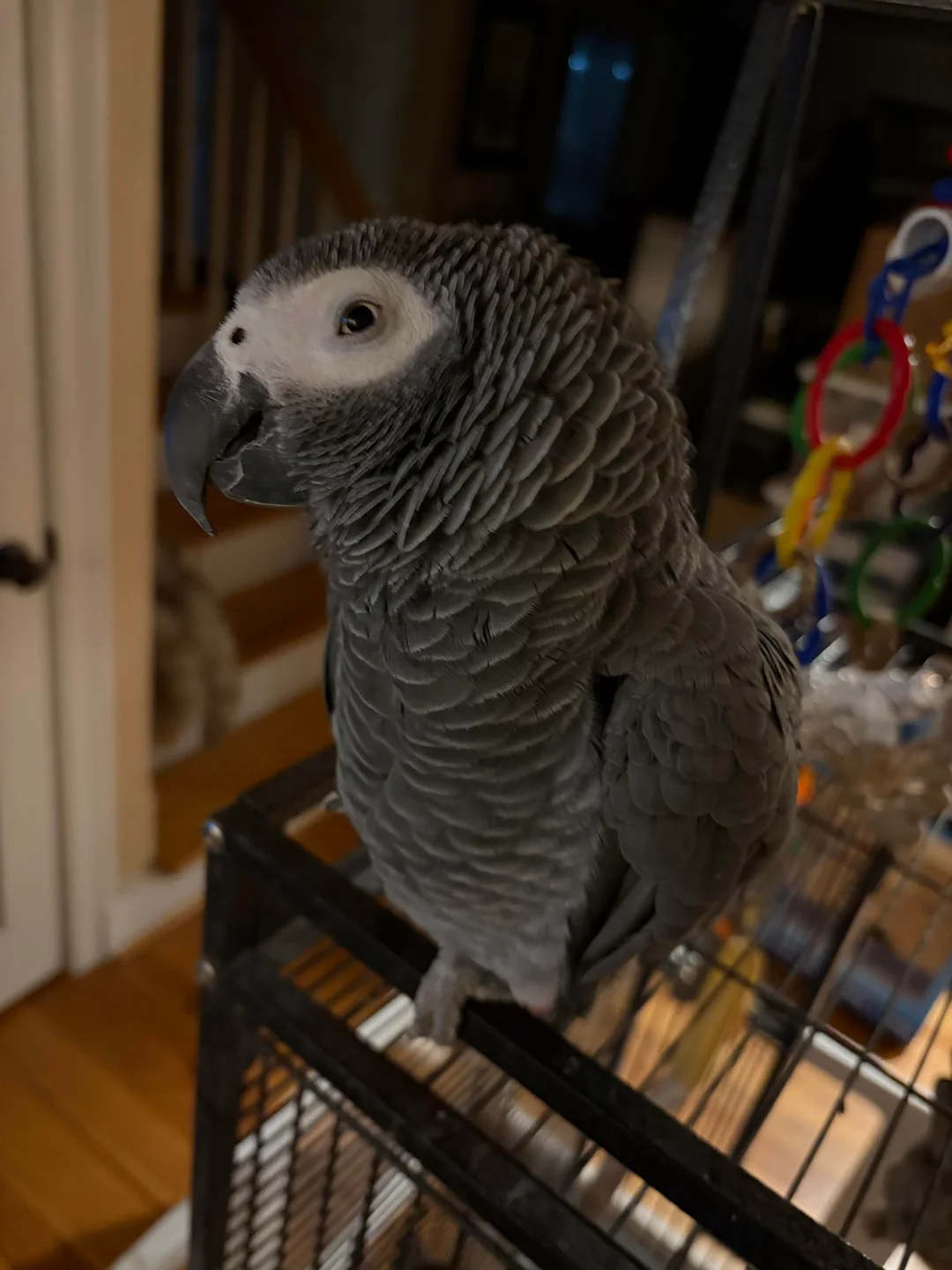 Dante maschio grigio africano