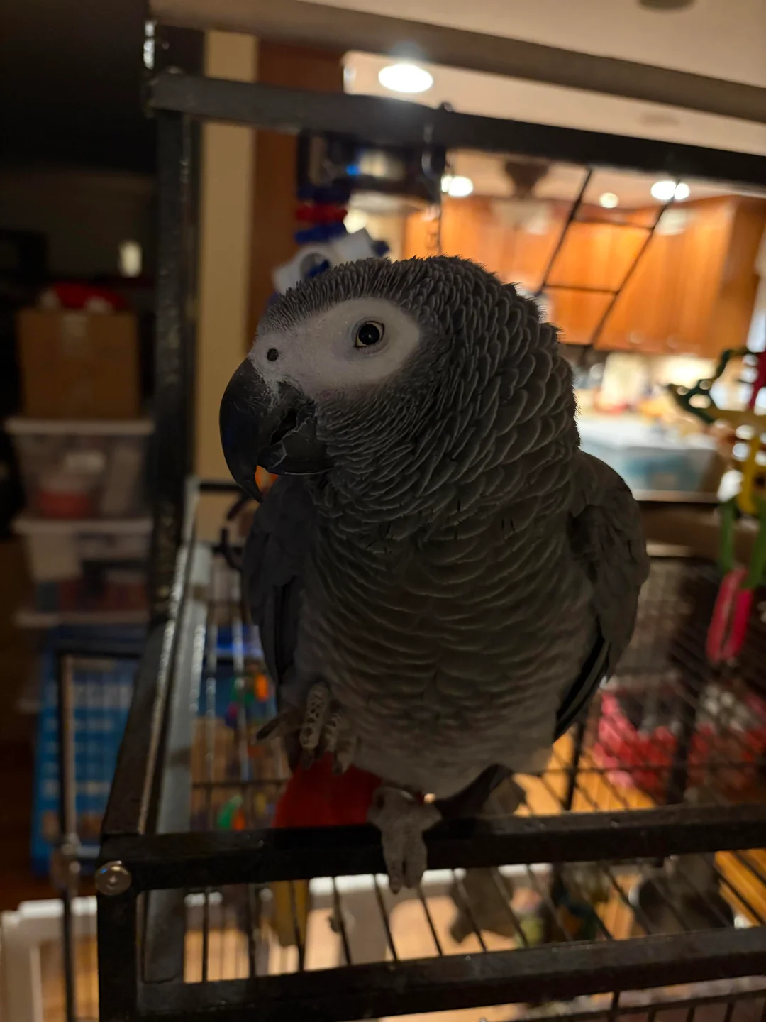 Dante foto 2