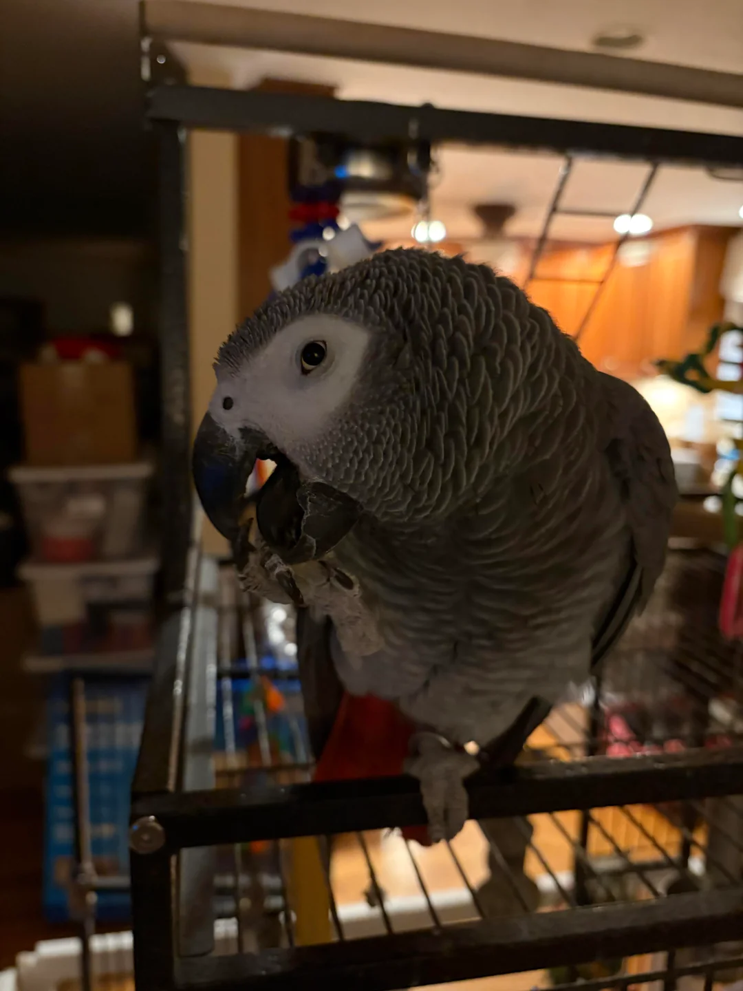 Dante foto 3