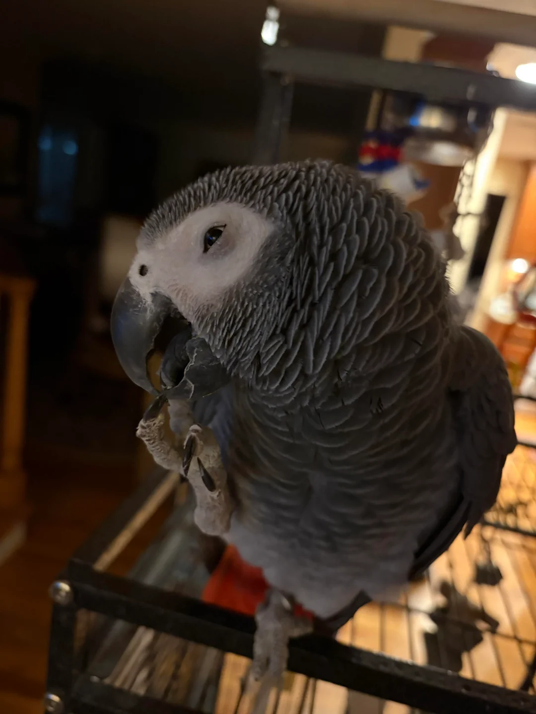 Dante foto 4