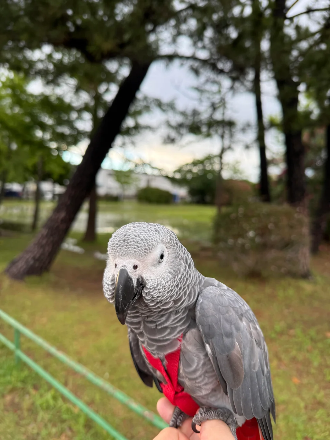 Luna Grigio del Congo in vendita Italia