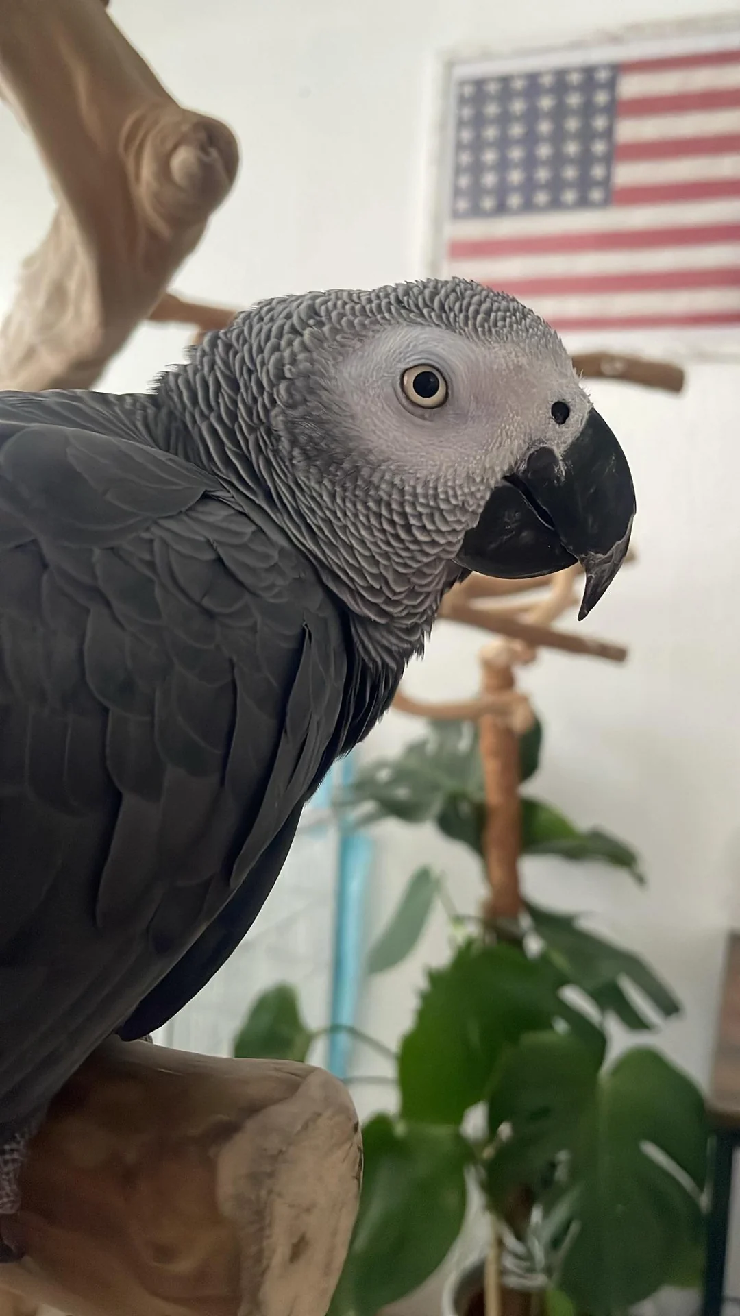 Mia Grigio del Timneh in vendita Italia
