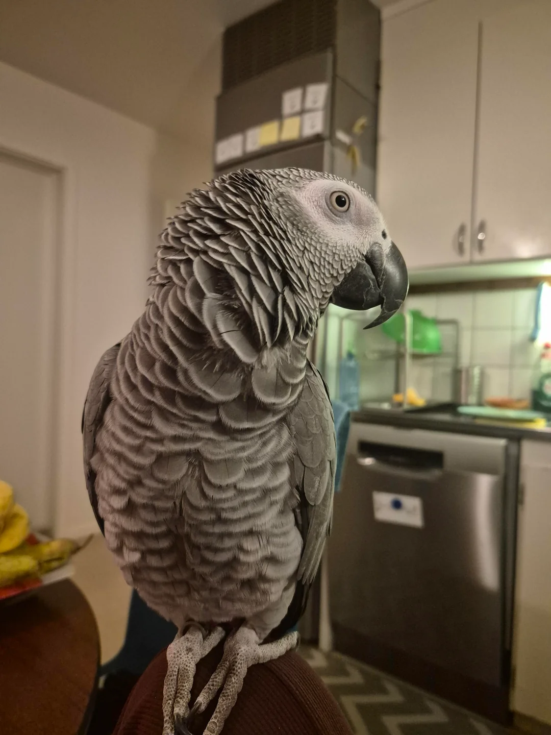 Nero maschio grigio africano