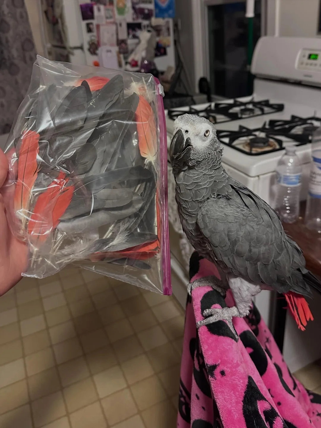 Stella Grigio del Congo in vendita Italia