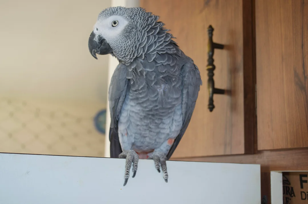 Zeus maschio grigio africano