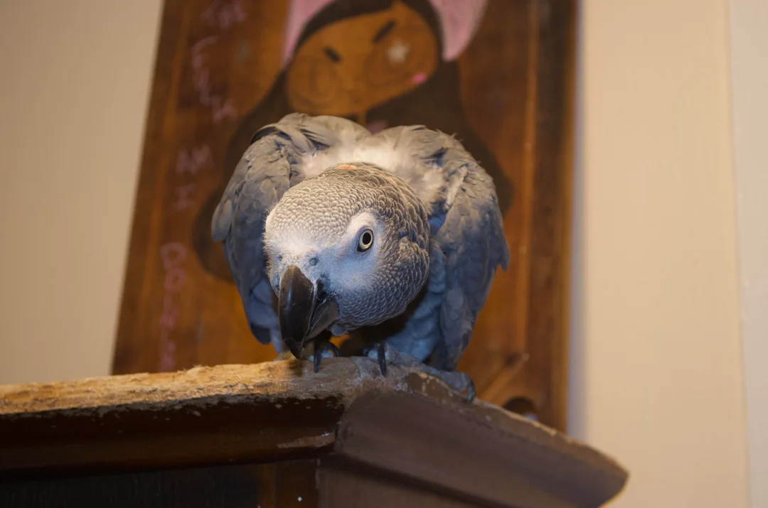 Zeus foto 2