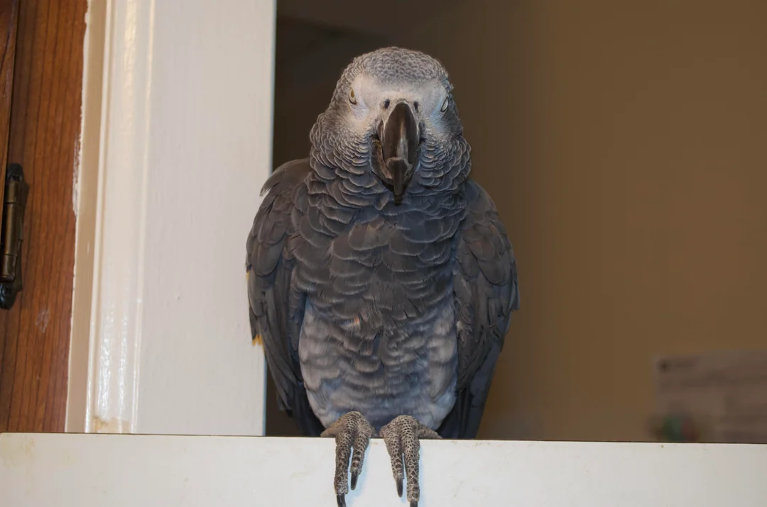 Zeus foto 3
